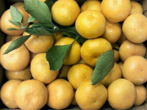 pEyʁzcY݂ 2.5kgi著k300kC500ǉ)