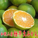 和歌山産 極早生みかん（青切りみかん） 10kg 秀品（贈答用にも）送料無料