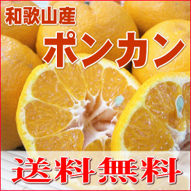 楽天市場 ポンカンの通販
