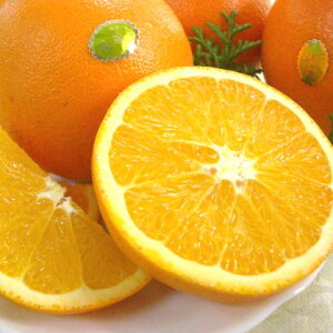 【送料無料】和歌山産 高級ネーブルオレンジ“果物の王様”5.5kg(15〜21玉)