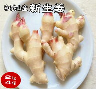 【楽天ランキング受賞】 送料無料 新生姜（新ショウガ）2kg・4kg 和歌山産