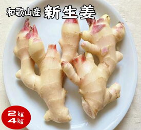 送料無料 新生姜（新ショウガ）2kg・4kg 和歌山産