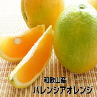 【楽天ランキング受賞】 バレンシアオレンジ M・Lサイズ 7kg めずらしい国産オレンジ 和歌山産 送料無料