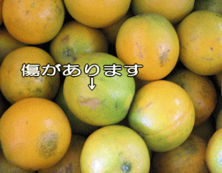 楽天市場】訳あり バレンシアオレンジ 5kg めずらしい国産