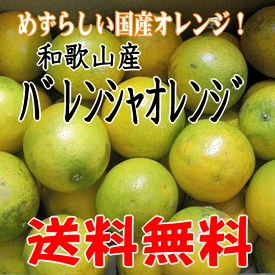 バレンシアオレンジ M・Lサイズ 7kg めずらしい国産オレンジ 和歌山産 送料無料