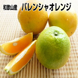 訳あり バレンシアオレンジ 7kg めずらしい国産オレンジ 和歌山産 送料無料