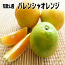 訳あり バレンシアオレンジ 7kg めずらしい国産オレンジ 和歌山...