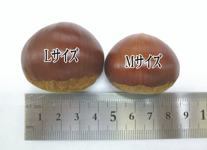 楽天市場】【送料無料】生栗 Mサイズ 2kg【和歌山産・愛媛産・徳島産