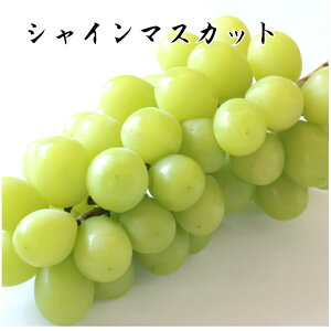 VC}XJbg 1.1`1.3kgi2[ja̎RYEYERYERY Y 