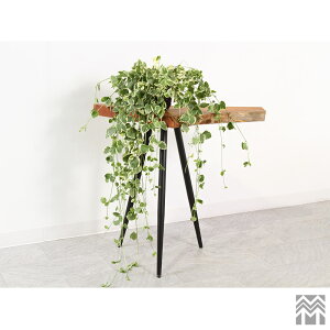 _WOOD AEgbg v^[X^h ԑ 775mm×s290mm×700mm ACA 3{r AWX^[t PL ICdグ[OGW-K062624001] yؐzyꖇzyCzyVR؁z