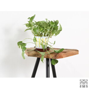 _WOOD AEgbg v^[X^h ԑ 490mm×s330mm×740mm ACA 3{r AWX^[t PL ICdグ[OGW-K062624002] yؐzyꖇzyCzyVR؁z