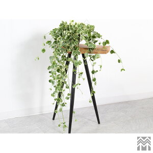 ��_WOOD �A�E�g���b�g �v�����^�[�X�^���h �ԑ� ��445mm×���s240mm×����740mm �A�C�A�� 3�{�r �A�W���X�^�[�t�� �P���L �I�C���d�グ[OGW-K062624003] �y�V�R�؁z�y���C�z�y�_�C�j���O�z�y���r���O