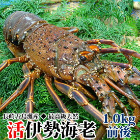 楽天市場 伊勢海老 特大の通販