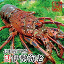 母の日 ギフト 長崎産天然活伊勢海老 大サイズ 600g前後(約30cm) 贈答用 お祝い 縁起物 伊勢エビ イセエビ お取り寄せ グルメ 産地直送 産直 グルメ 誕生日 お祝い 高級 海鮮バーベキュー
