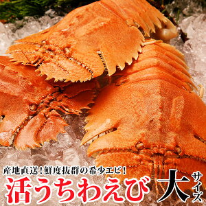 楽天市場 海老 うちわえび 海と山の旬鮮産直よか魚ドットコム