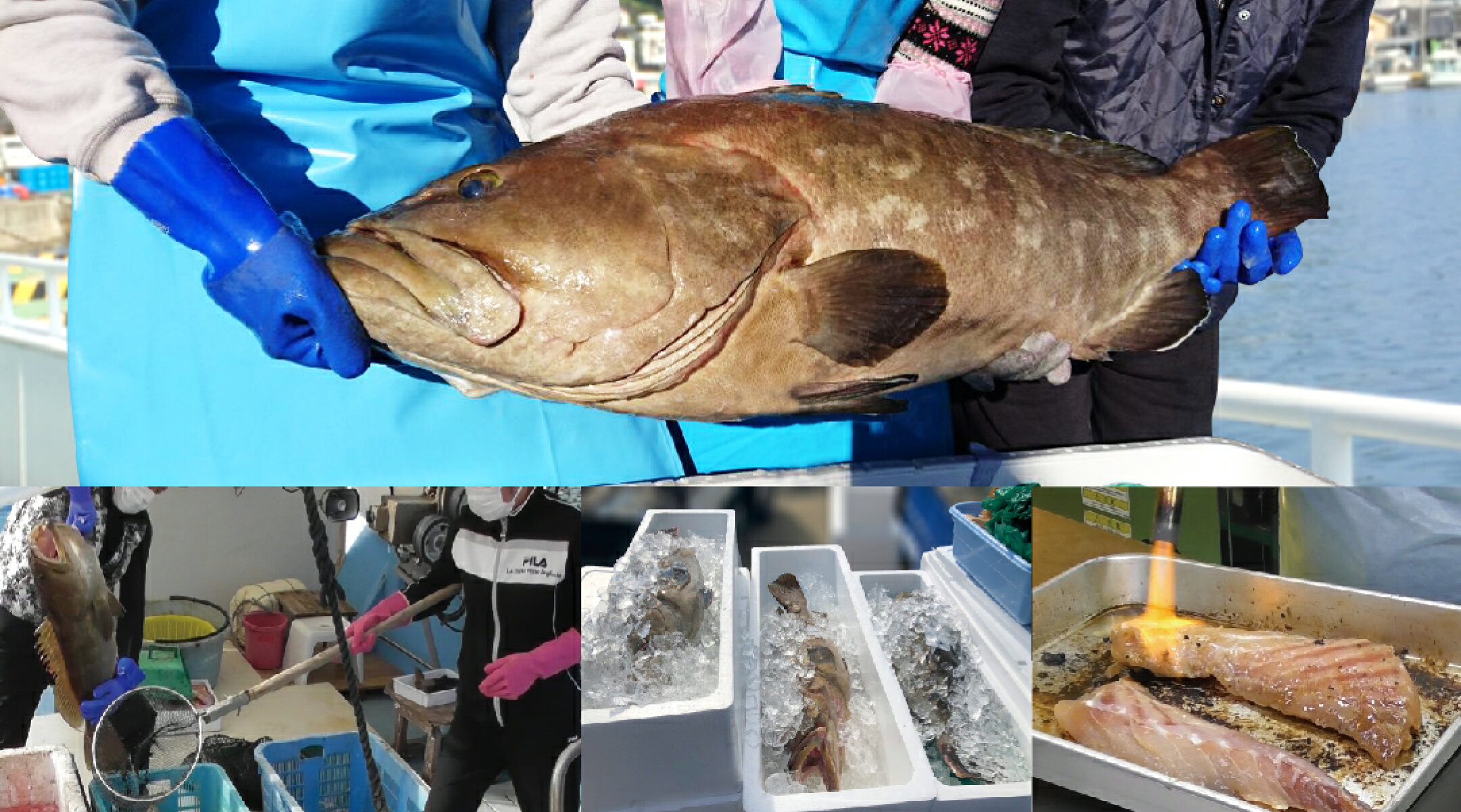 よか魚のクエ