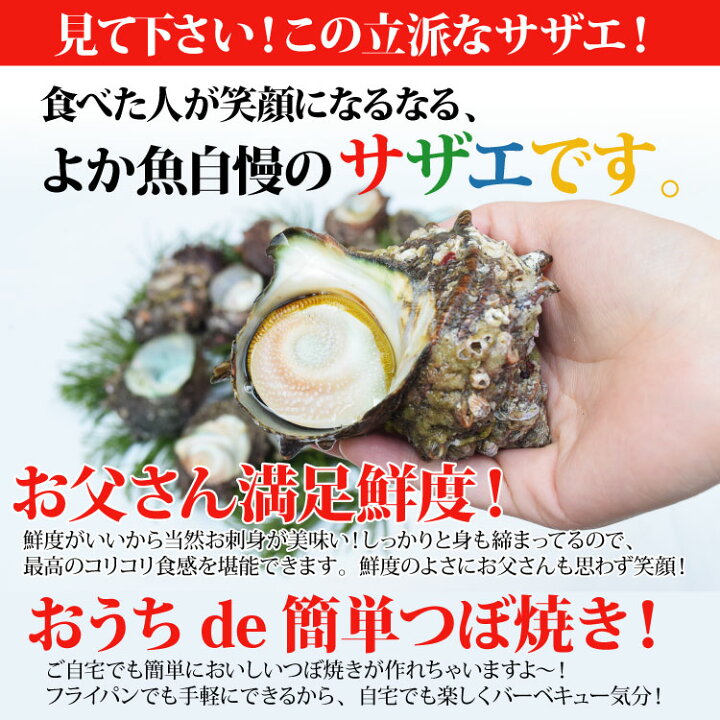 日本海天然 さざえ1kg 海鮮 魚介 魚介類 サザエご飯 つぼ焼き 天然 お刺身 1 さざえ サザエ 新鮮
