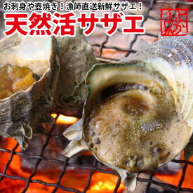 長崎産天然サザエ (さざえ) 大サイズ 計500g、計1kg、計2kg、計3kg、計4kg、計5kgギフト 送料無料 長崎県の大自然の中で育ったから栄養抜群！調理簡単レシピ付！ お祝い 誕生日 刺身 つぼ焼き BBQバーベキュー 海鮮バーベキュー