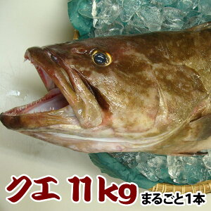 楽天市場 新鮮な旬の鮮魚 天然クエ 海と山の旬鮮産直よか魚ドットコム