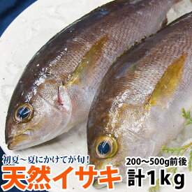 楽天市場 イサキ 魚介類 水産加工品 食品 の通販