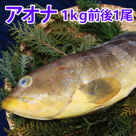 楽天市場 ハタ 刺身の通販