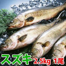 スズキ(すずき) 1尾(2.5kg前後)刺身はもちろん塩焼き・フライ・ムニエルなどお料理の幅がグン↑↑と広がる九十九島鮮魚