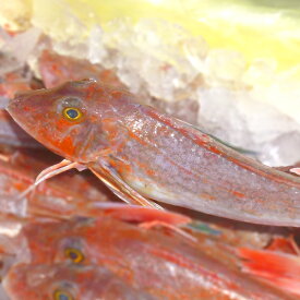 楽天市場 ホウボウ 刺身の通販