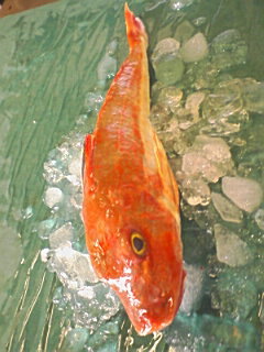 楽天市場 ホウボウ ほうぼう 計1ｋｇ 500ｇ前後2尾 淡白な白身魚を刺身 塩焼き 煮つけで召し上がれ 海と山の旬鮮産直よか魚ドットコム