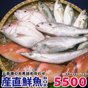 鮮魚 漁 長崎 ボックス 連 県 獲れたてのお魚を直送、「鮮魚ボックス」、評判の地方ビジネス！