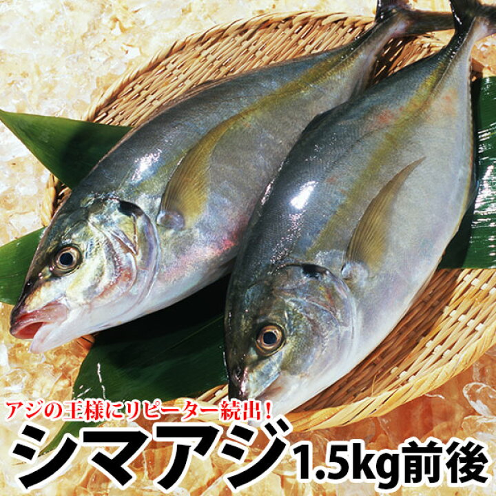 楽天市場 ギフト リピ続出長崎産シマアジ 縞鯵 1 ２尾 計1 5kg前後活もの お刺身用しまあじ九十九島鮮魚 海と山の旬鮮産直よか魚ドットコム