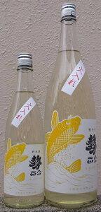 @ (܂ނ) ߘa6BY Ď YELLOW CARP rΓ yې𑢓Xzy쌧zyʌzy59zyHz