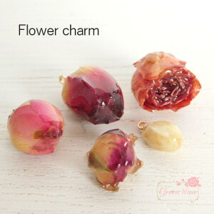 ݂艺`[@Ԃ̂ڂ݁@S5^Cv@2@R[eBO hCt[ KN@hCt[@ڂ݁@ANZT[p[c@YM1-1757 GreenRoseYumi