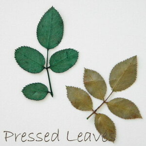 WNtglC o̗t̗tς̉ 2F8 ANZT[p[c p[c n[oE ԍ F14[t2 GreenRoseYumi
