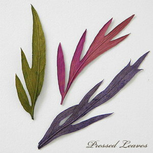 WNtglC MUMU̗tς̉ 3F6 ANZT[p[c p[c n[oE ԍ F18[t3 GreenRoseYumi