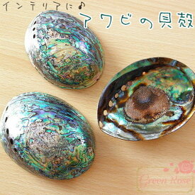 アワビの貝殻 1個 海 夏 アクセサリーパーツ Kai-016 GreenRoseYumi