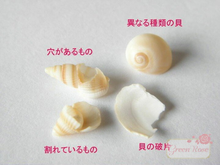 楽天市場】巻貝の貝殻 夏 マリン 海 サマー 夏休み 10g Kai-002 