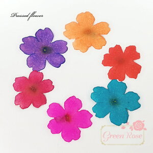 WNtglC X~ 5F20 iu[j F43 GreenRoseYumi