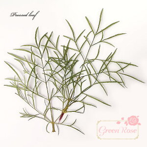 WNtglC 傫ߗtς̉ 4 [t ANZT[p[c p[c n[oE ԍ F45 GreenRoseYumi