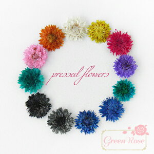 WlCȂǂ fCW[̉ 12A\[g ANZT[p[c p[c n[oE ԍ F26fCW[ij GreenRoseYumi