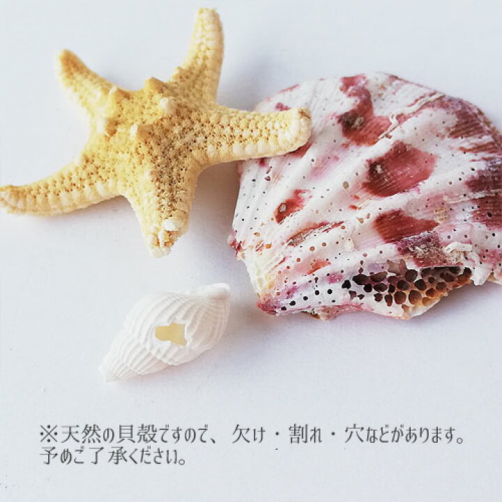 楽天市場】シェル アソート セット 貝殻 さざれ チャーム 二枚貝 巻貝  