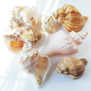 󂠂 L 咆 3 VF C VRf }  T}[ H LbY CeA fBXvC kai-038 GreenRoseYumi