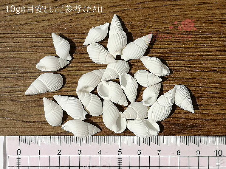 楽天市場】白い巻貝の貝殻 夏 マリン 海 サマー 夏休み 10g Kai-001 