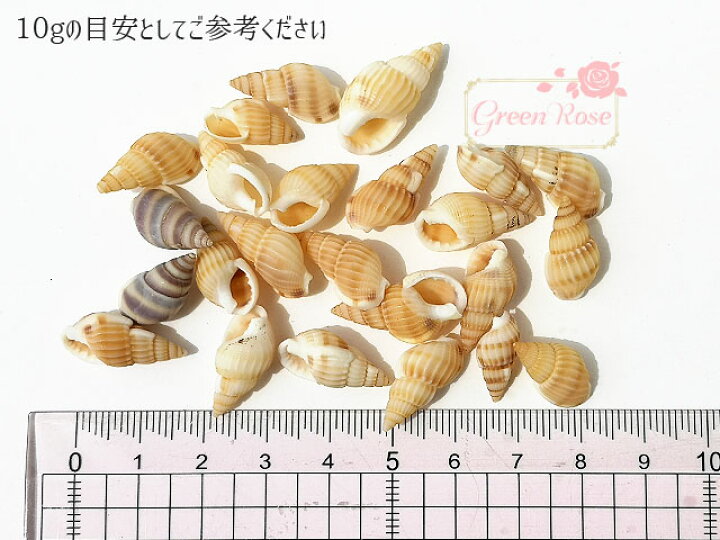 楽天市場】巻貝の貝殻 夏 マリン 海 サマー 夏休み 10g Kai-002 