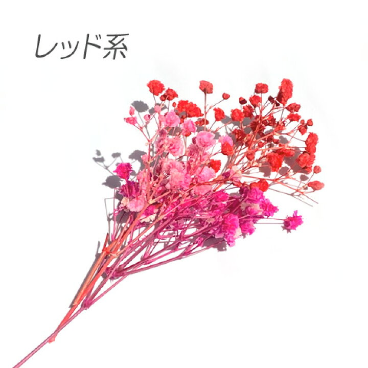 楽天市場】ドライフラワー カスミソウ かすみ草 色別 アソート レジン 