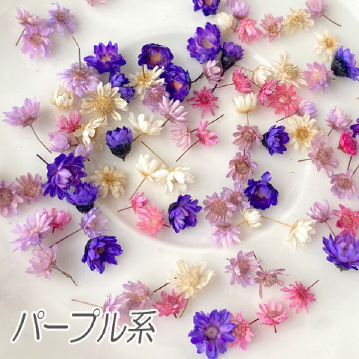 楽天市場】レジン 封入 素材 材料 ドライフラワー スターフラワー  