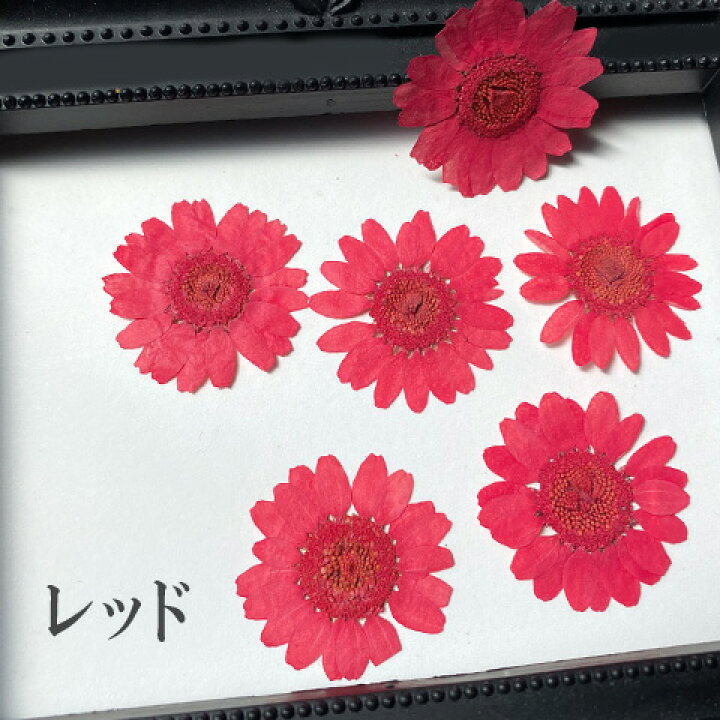 楽天市場】マーガレット風 押し花 レジン封入 素材 材料 レジン 