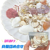 楽天市場】貝殻 アソートの通販