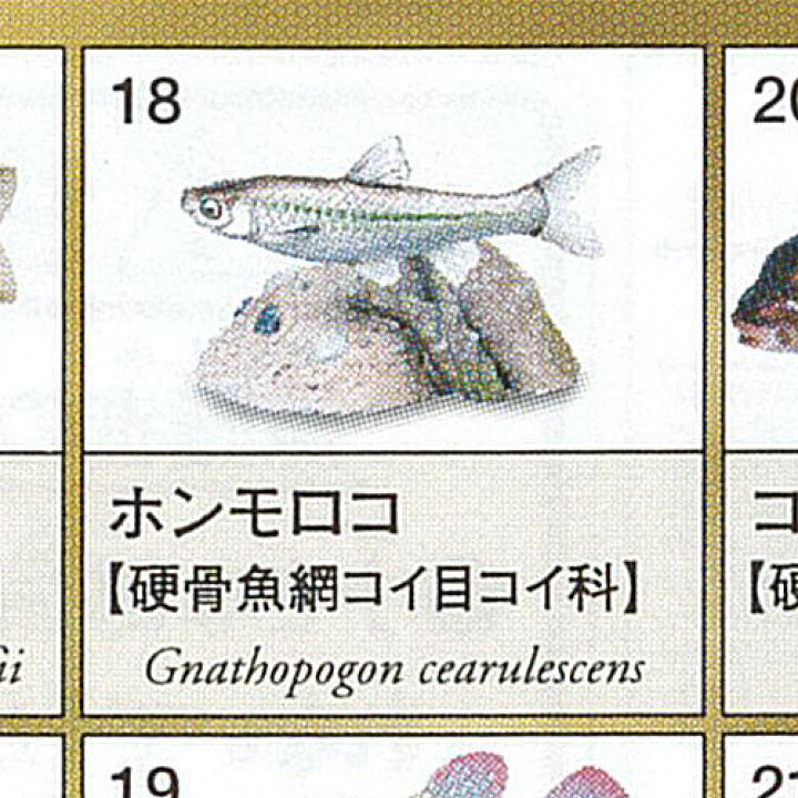 楽天市場】原色図鑑 シリーズ 6 原色淡水魚図鑑 2 3：ホンモロコ 
