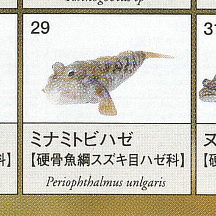 楽天市場】原色図鑑 シリーズ 6 原色淡水魚図鑑 2 14：ミナミトビハゼ 