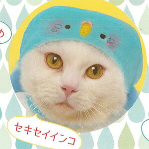 Ԃ! RX`[ ɂ񂱗p 3FZLZCCR G[ K`| K`K` KV|